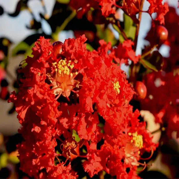 Dynamite Crape Myrtle Plant