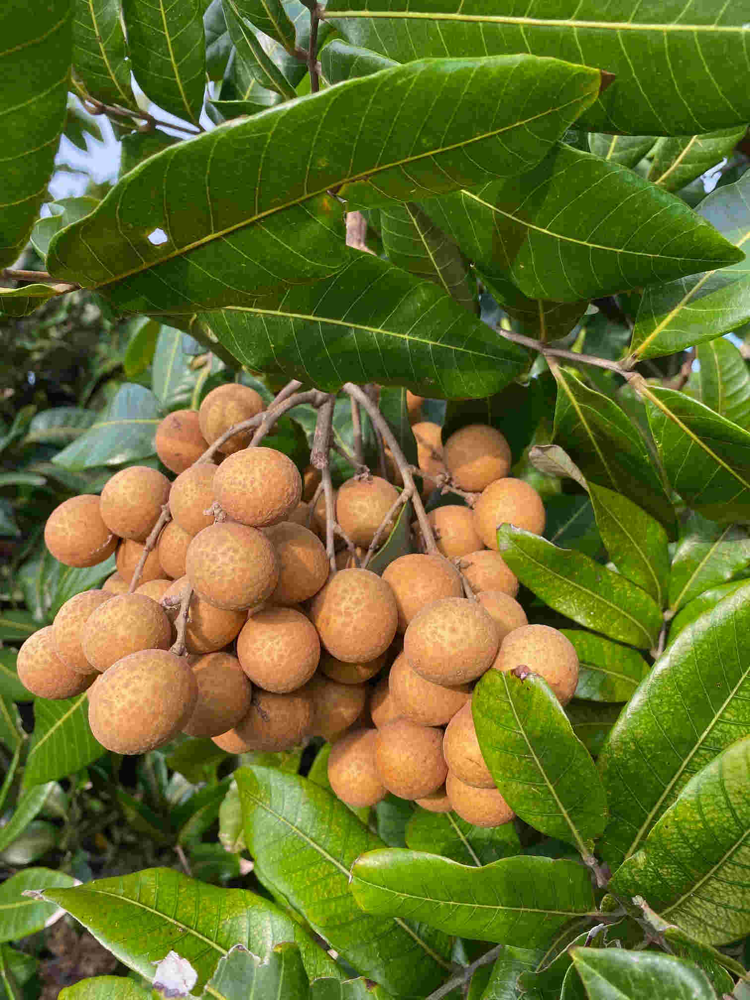Edal Longan Tree, Air-Layered - Image 3