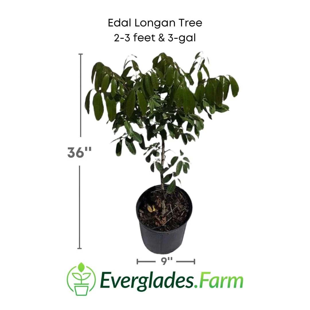 Edal Longan Tree, Air-Layered - Image 4