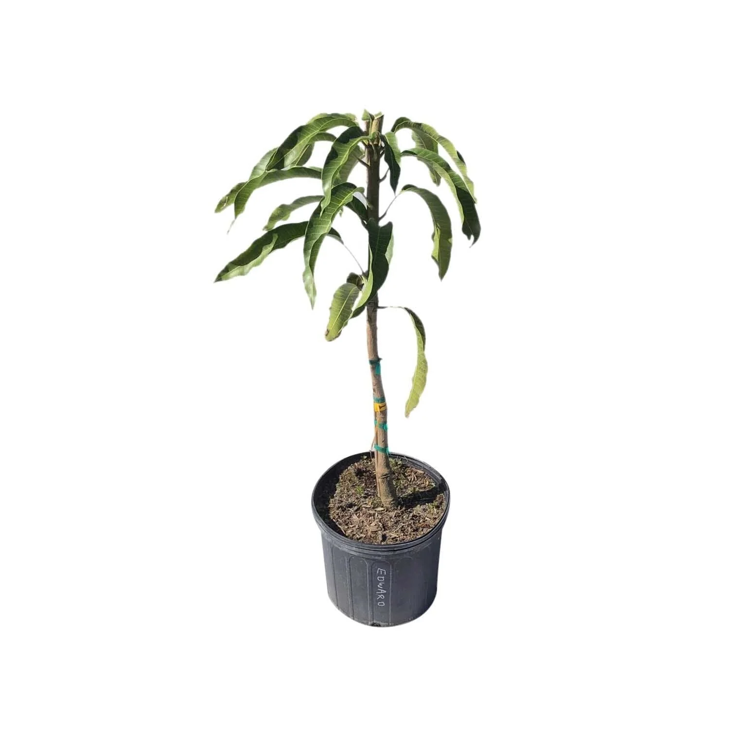 Edgar Mango Tree, Grafted