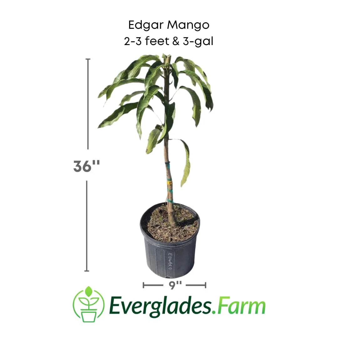 Edgar Mango Tree, Grafted - Image 2