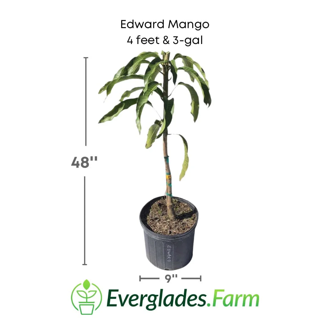 Edgar Mango Tree, Grafted - Image 3