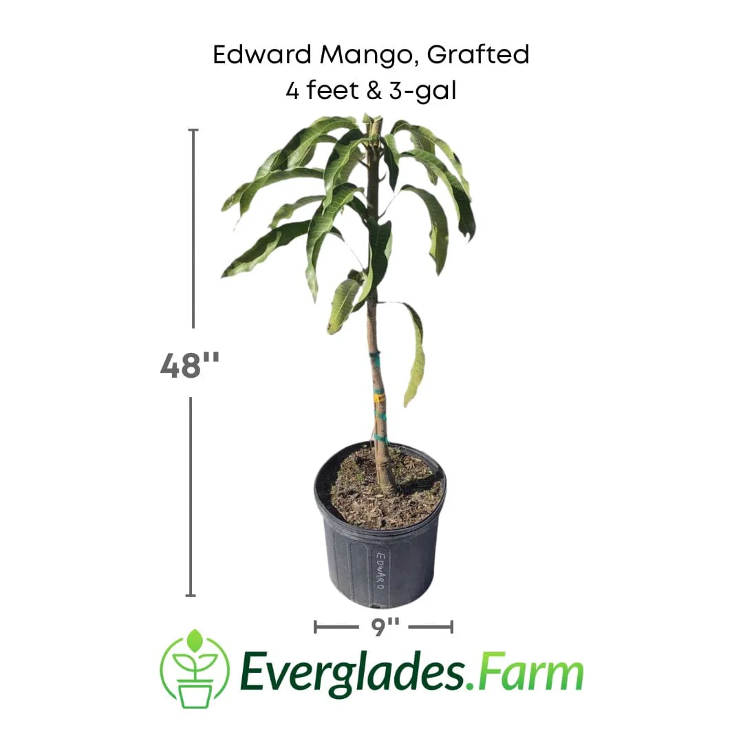 Edward Mango Tree, Grafted - Image 3