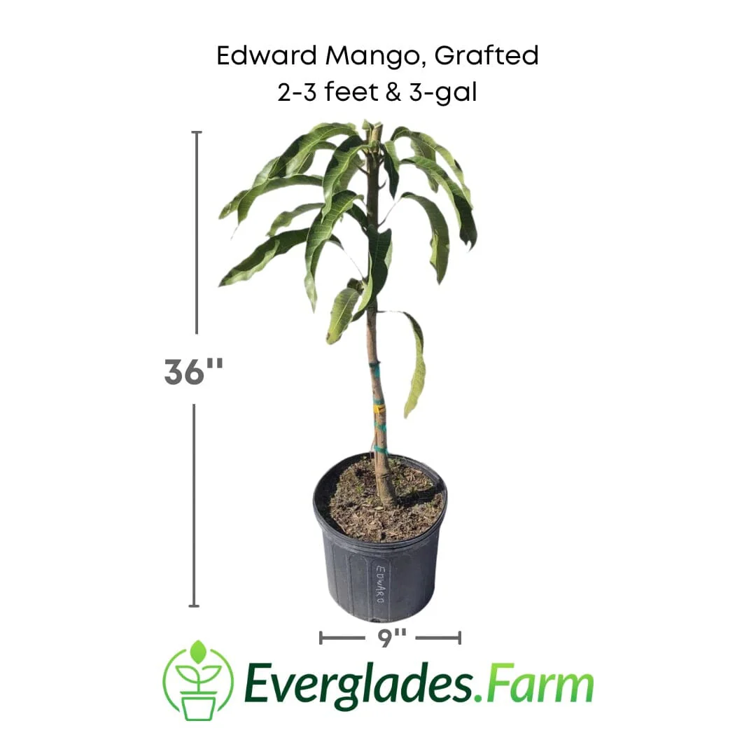 Edward Mango Tree, Grafted - Image 4