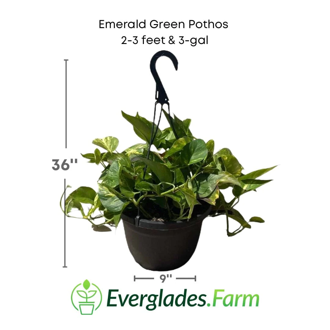 Emerald Green Pothos Plants - Image 3