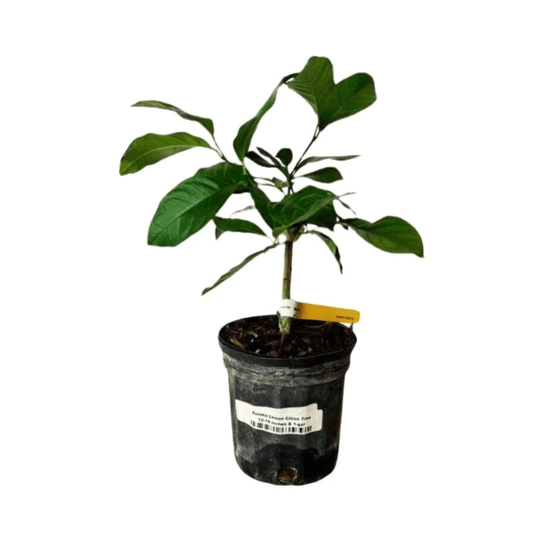 Eureka Lemon Tree Cutting | Rooted Citrus Plant | Indoor/Outdoor Fruit Tree Seedling - Image 6