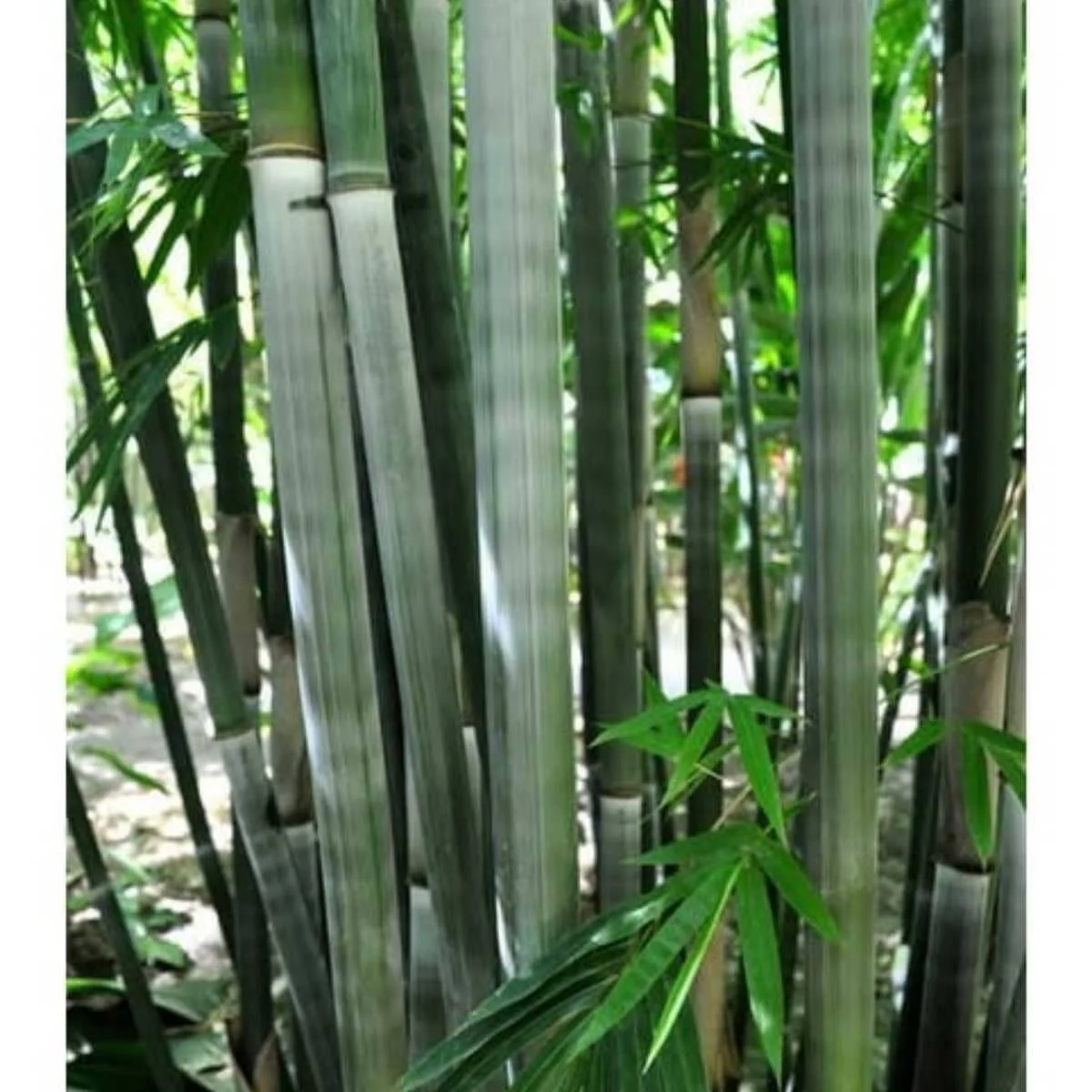 Ever Bamboo Tree - Sustainable, Eco-Friendly Bamboo for Landscaping