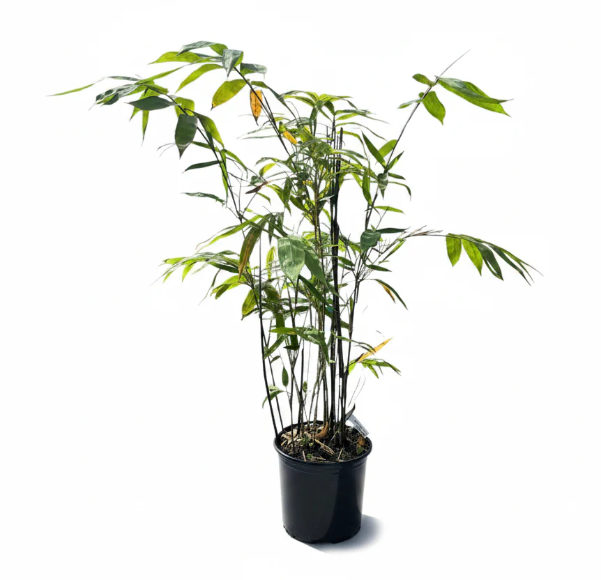 Ever Bamboo Tree - Sustainable, Eco-Friendly Bamboo for Landscaping - Image 2