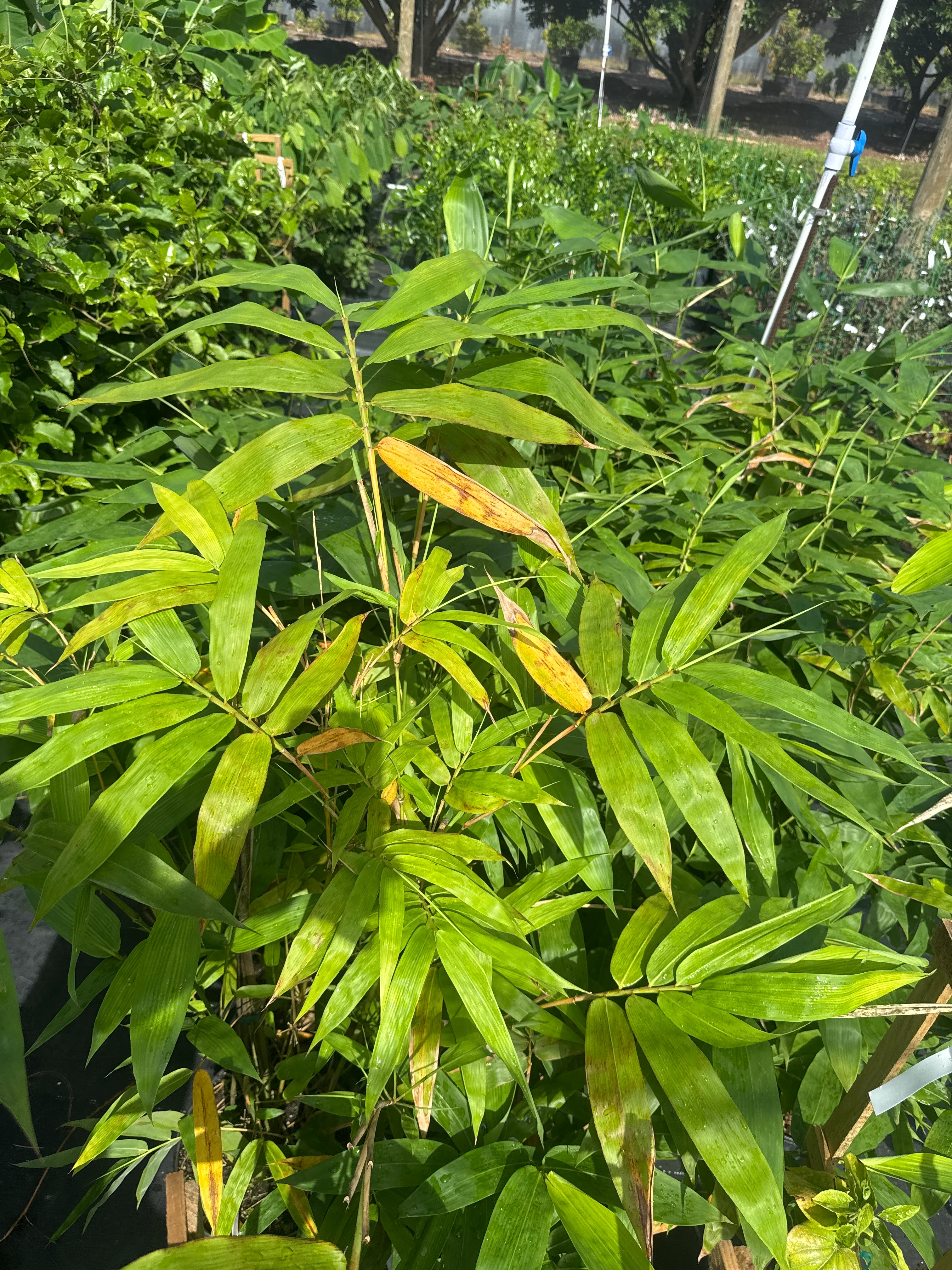 Ever Bamboo Tree - Sustainable, Eco-Friendly Bamboo for Landscaping - Image 3