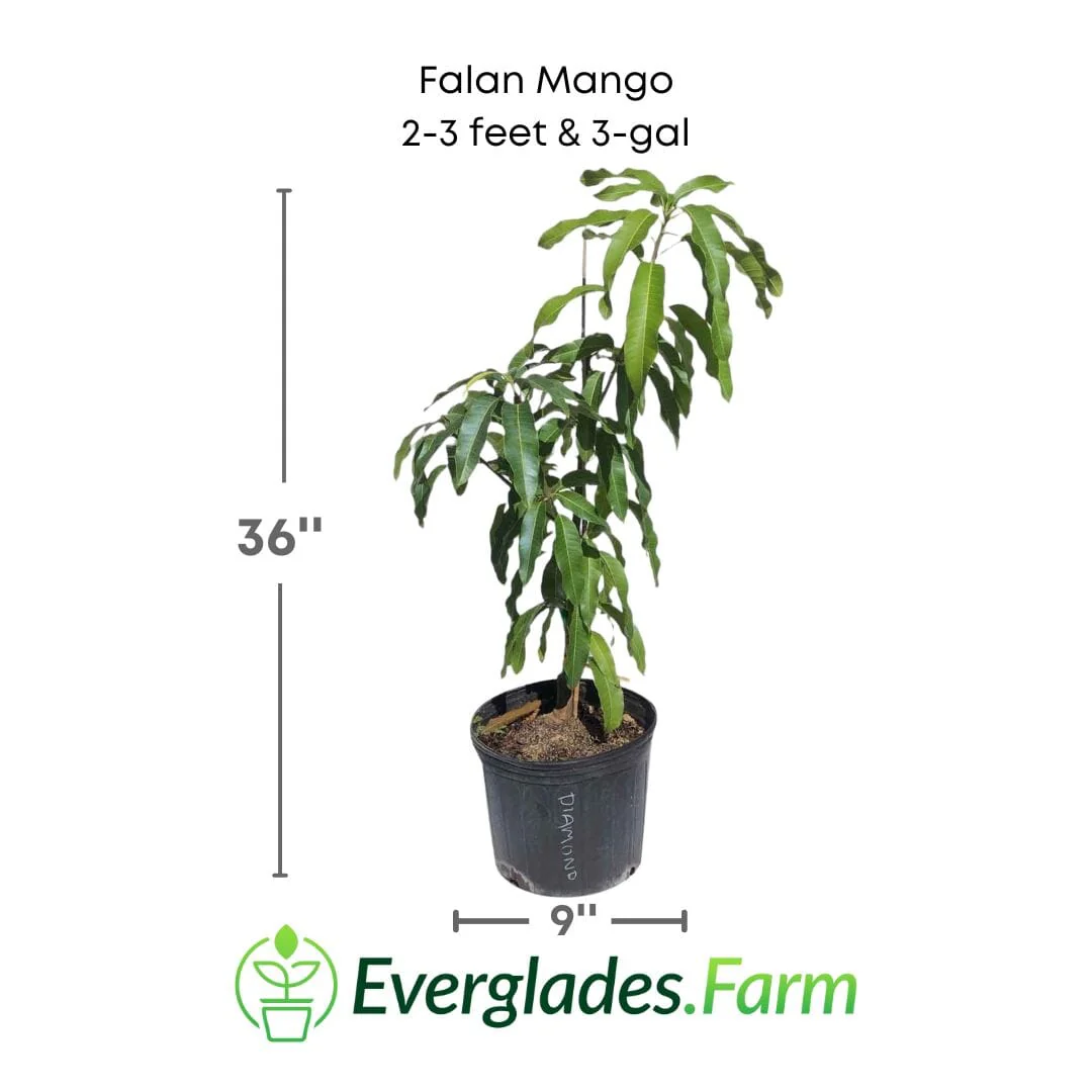 Falan Mango Tree, Grafted - Image 2