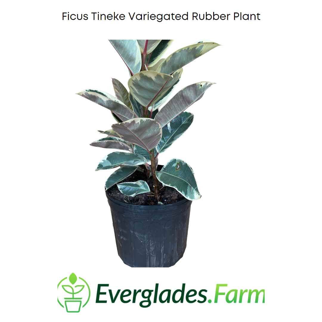 Ficus Tineke Variegated Rubber Tree - Image 3