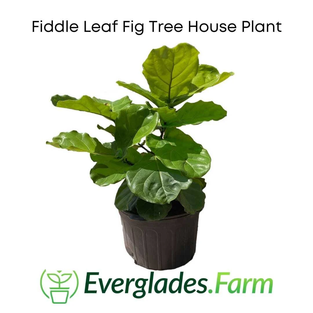 Fiddle Leaf Fig Tree Live