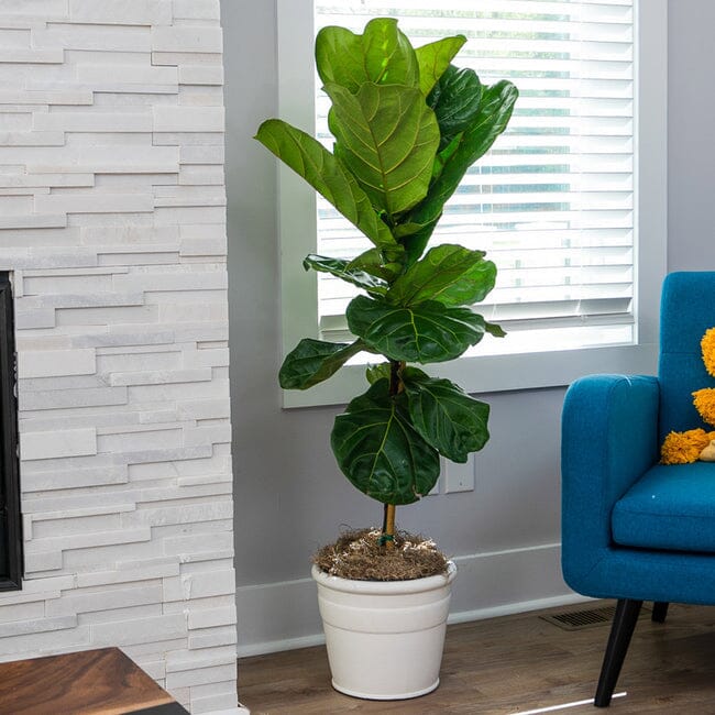 Fiddle Leaf Fig Tree Live - Image 2