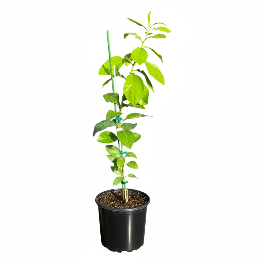 Flame Grapefruit Tree Grafted - Image 2