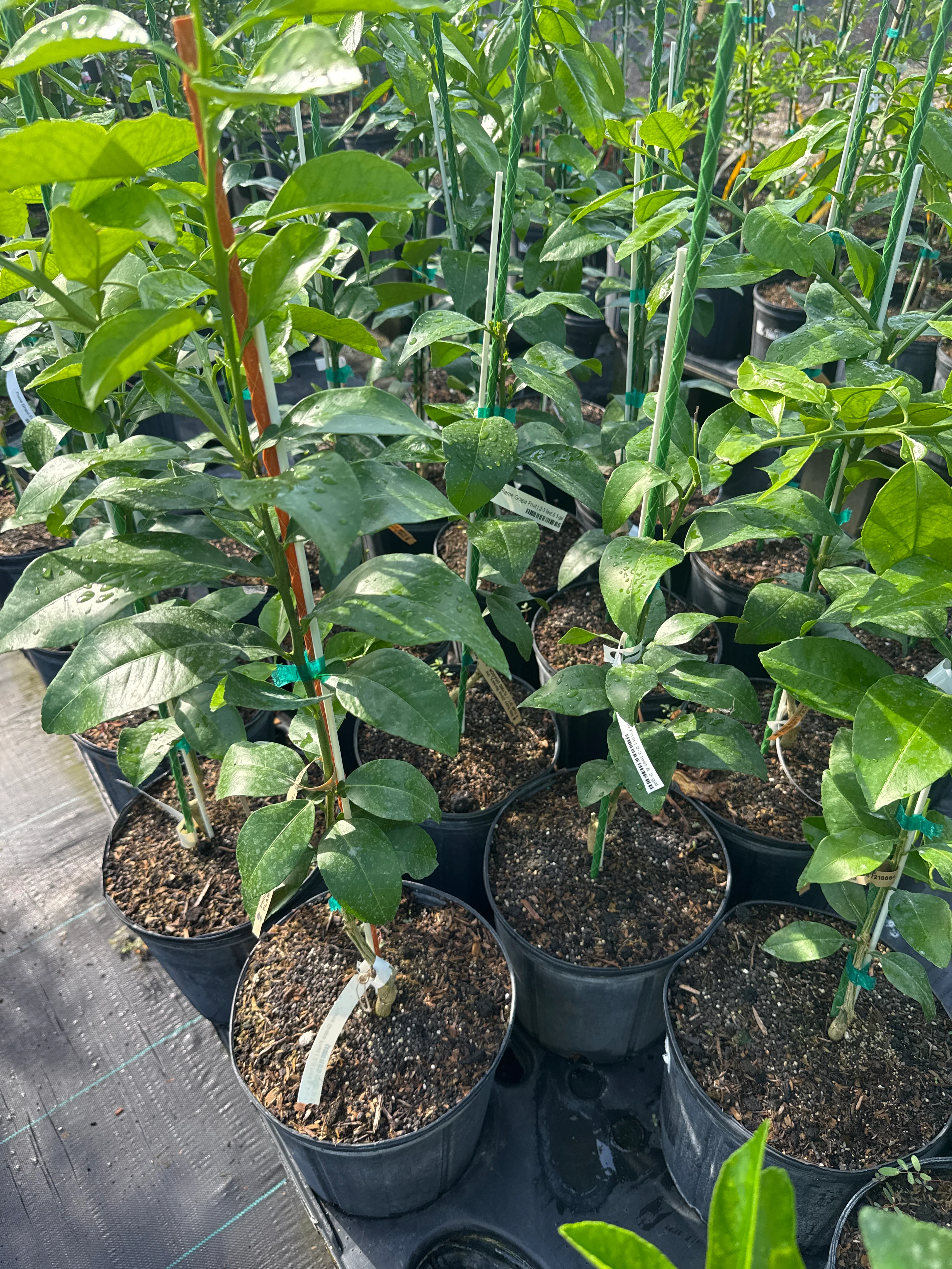 Flame Grapefruit Tree Grafted - Image 3