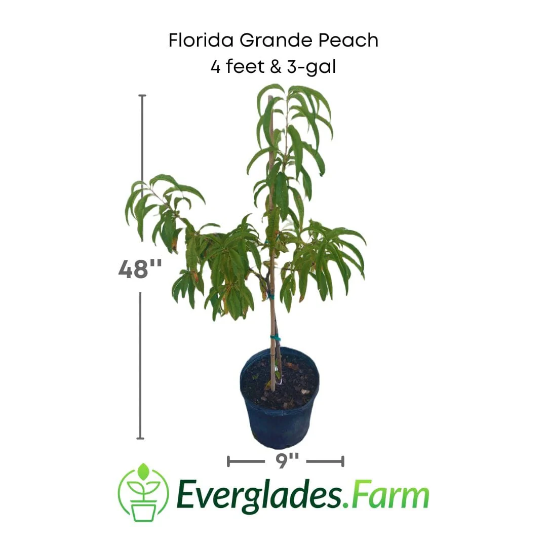 Florida Grande Peach Tree - Image 3