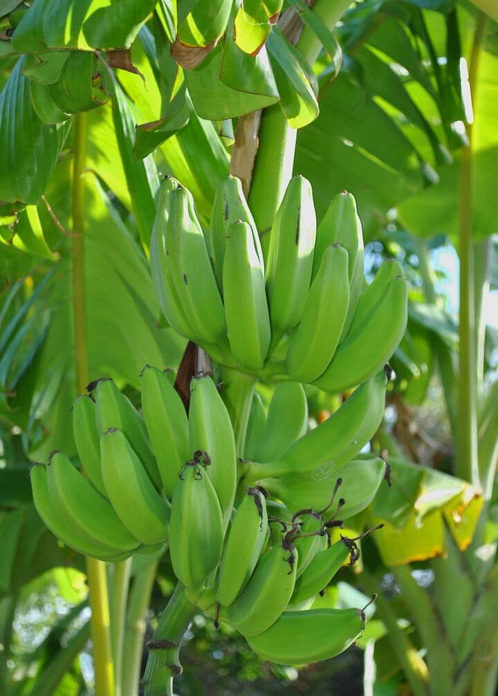 Mona Lisa Banana Plant
