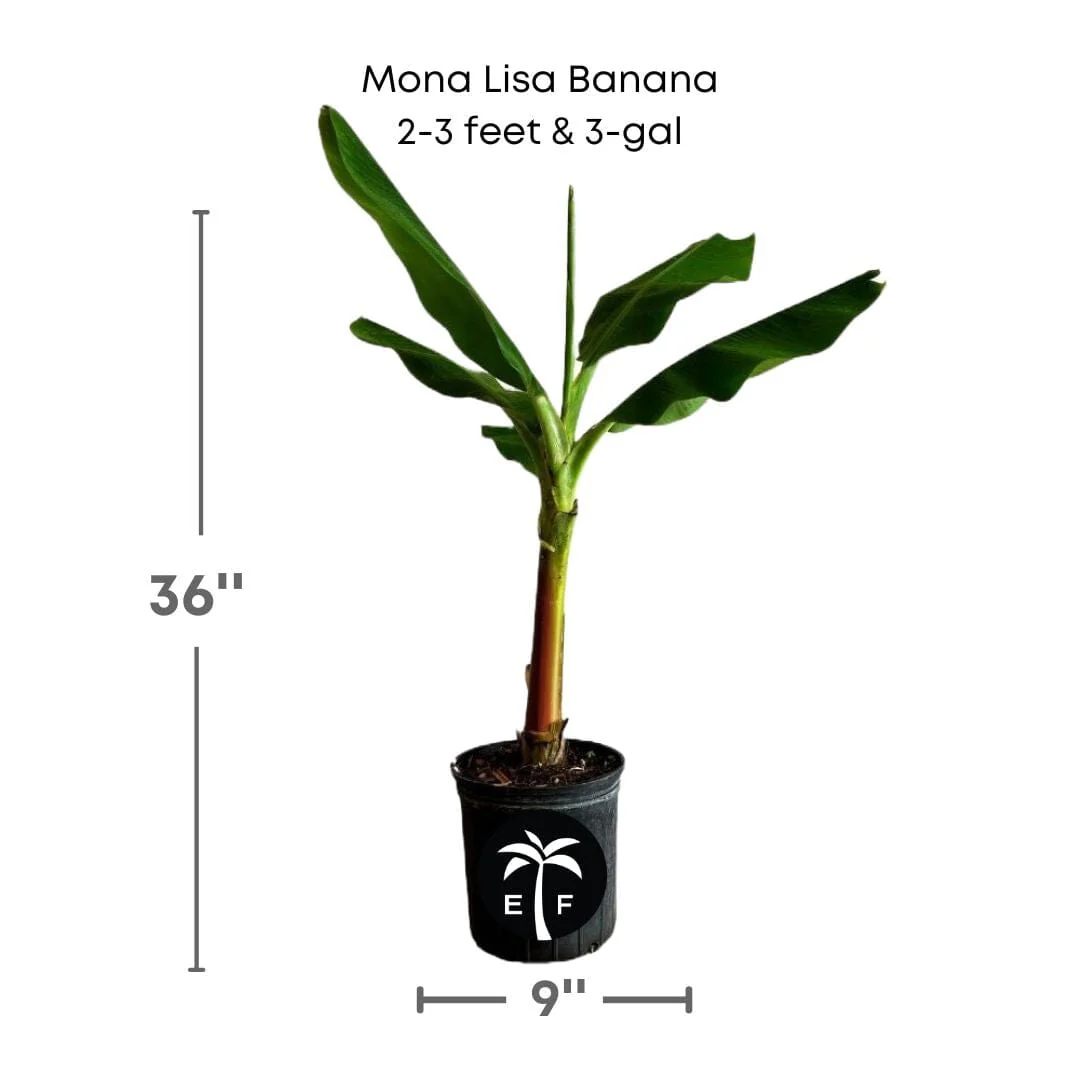 Mona Lisa Banana Plant - Image 3