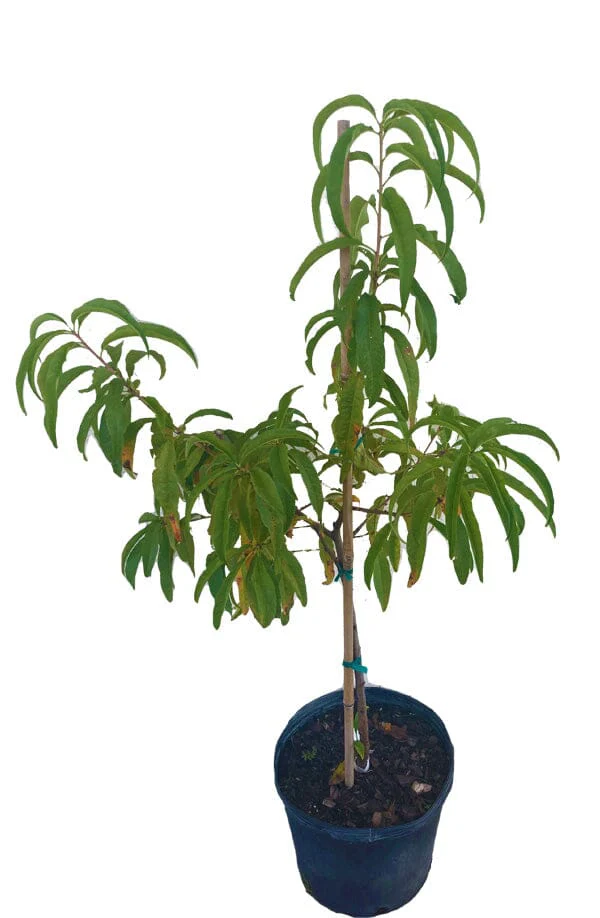 Florida Prince Peach Tree - Image 2