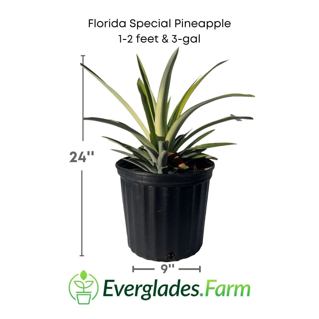 Florida Special Pineapple Plant (Ananas comosus) - Sweet, Juicy, and Cold Hardy - Image 4