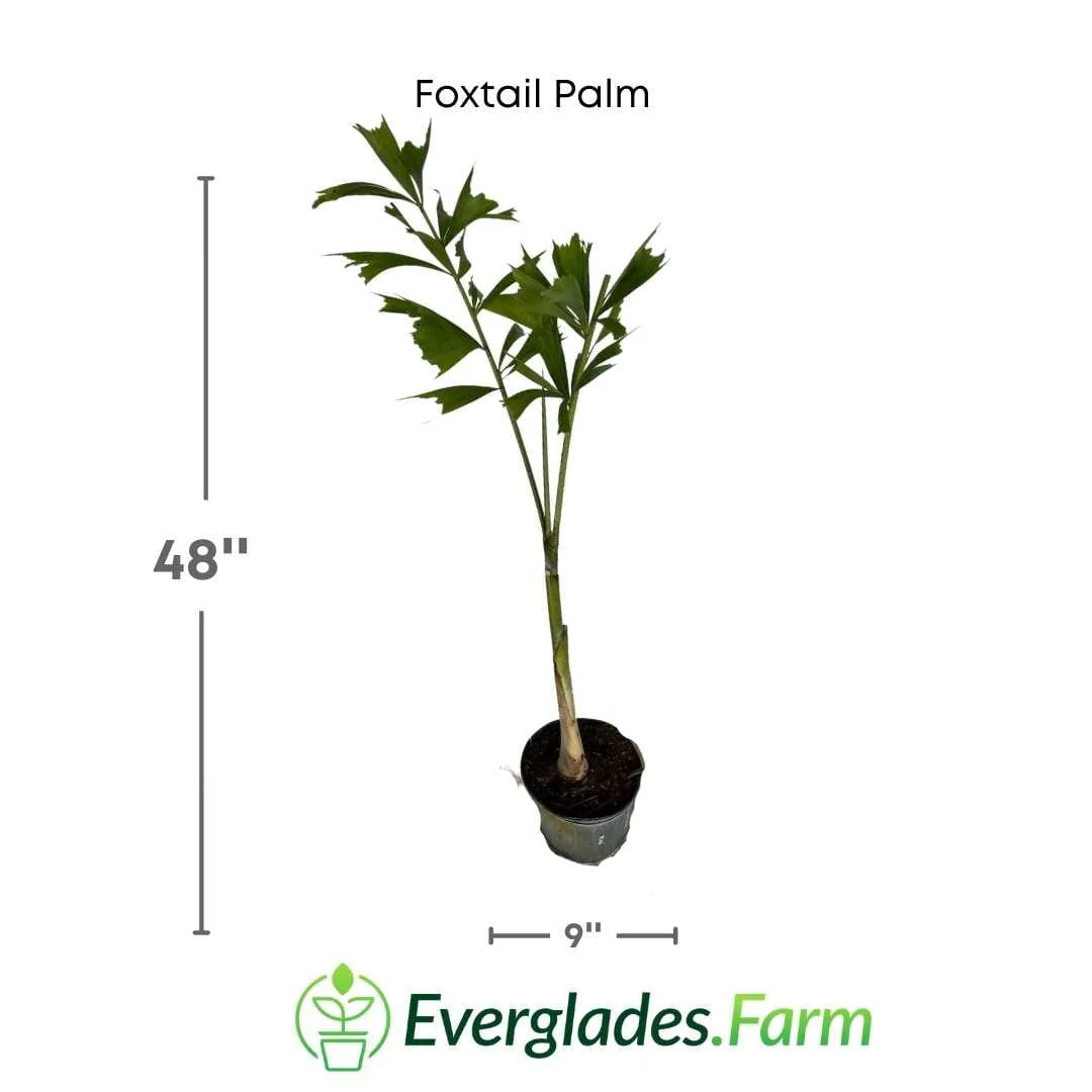 Foxtail Palm Tree