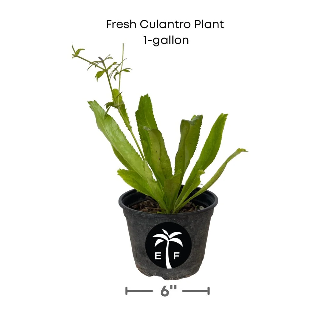 Fresh Culantro Plant - Aromatic Herb - Image 2