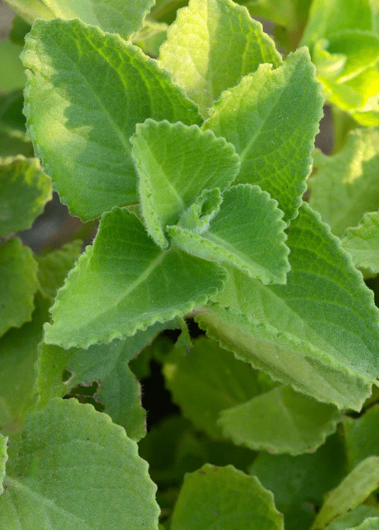 Fresh Oregano Plant in 4" Pot - Aromatic Culinary Herb