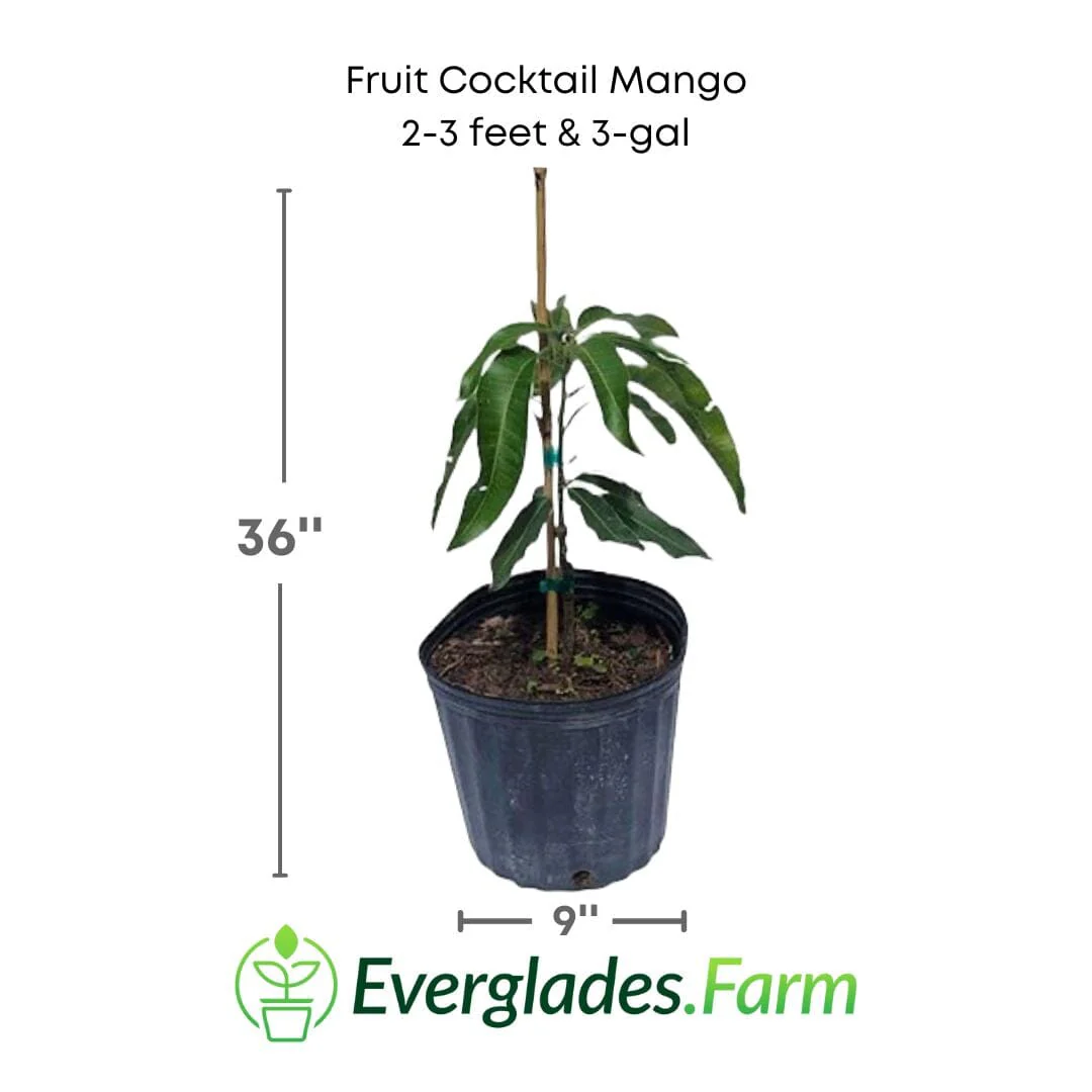 Fruit Cocktail Mango Tree Grafted - Image 3