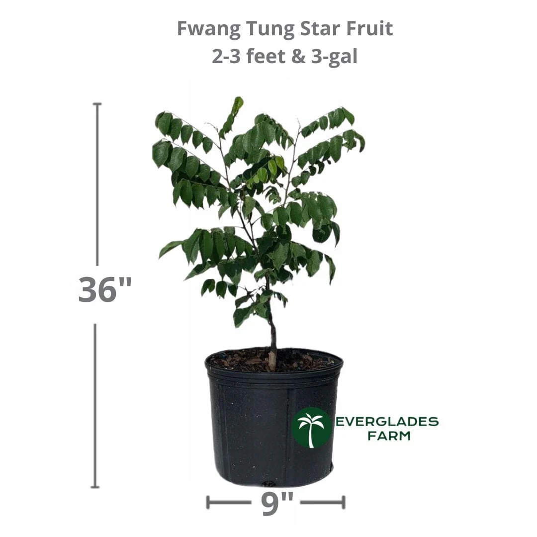 Fwang Tung Star Fruit Carambola Fruit, Grafted
