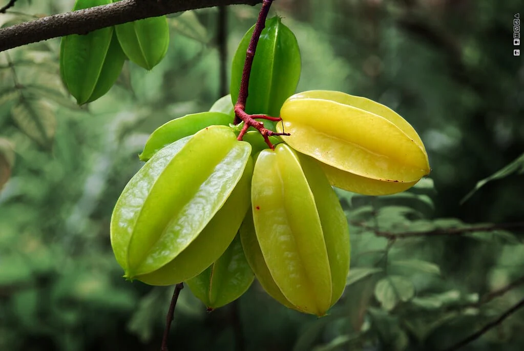 Fwang Tung Star Fruit Carambola Fruit, Grafted - Image 2