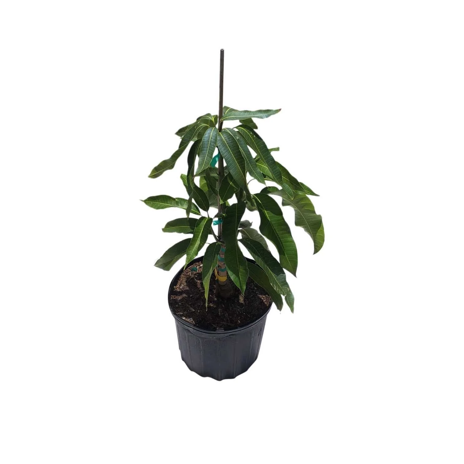 DOT Mango Tree, Grafted