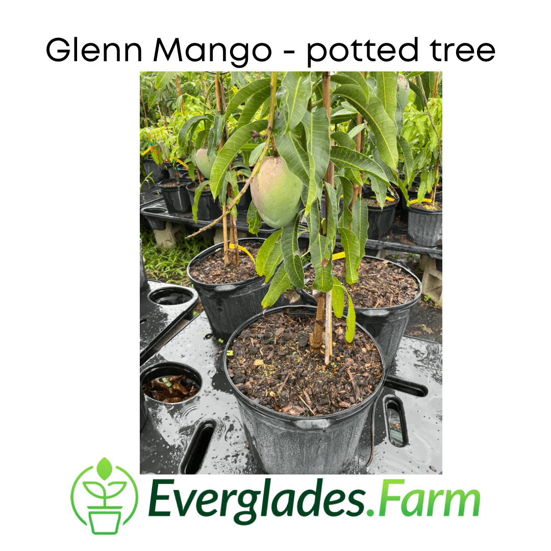 Glenn Mango Tree, Grafted - Image 3