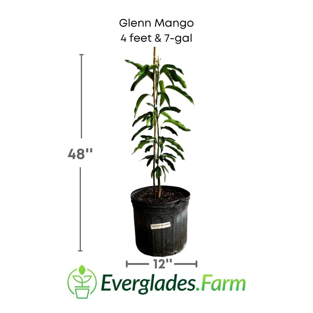 Glenn Mango Tree, Grafted - Image 4