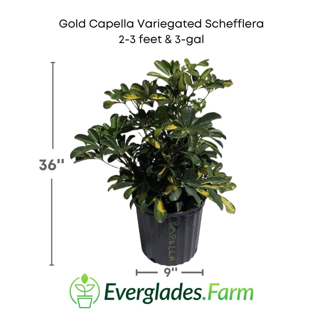 Gold Capella Variegated Schefflera - Image 2