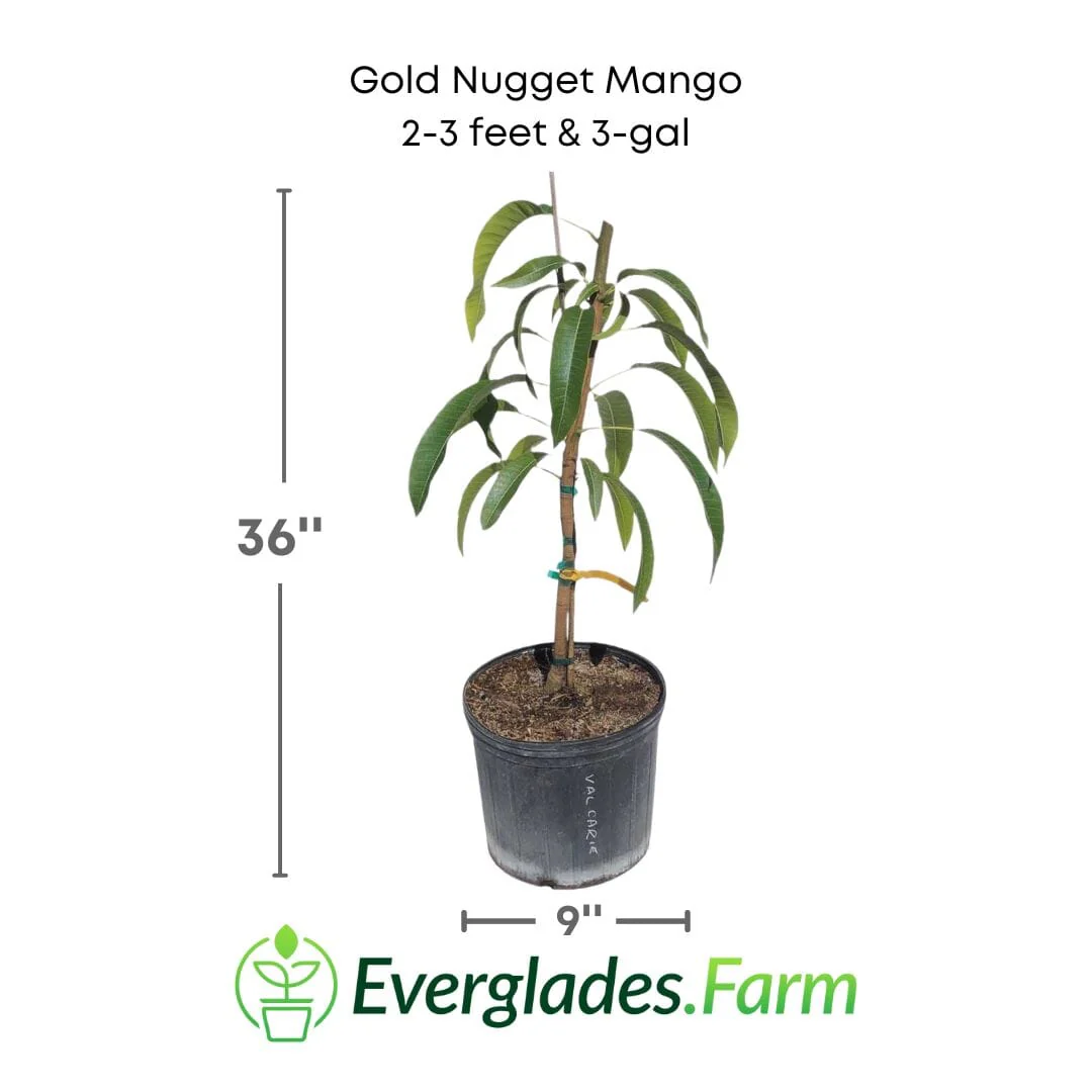 Gold Nugget Mango Tree, Grafted - Image 3