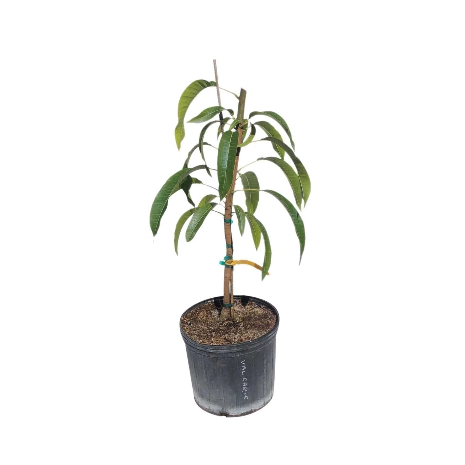 Golden Nugget Mango Tree, Grafted - Image 2