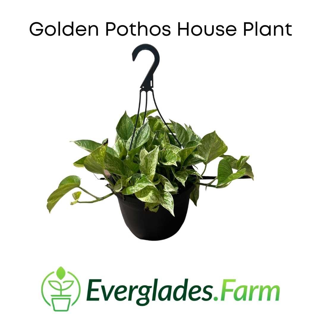 Golden Pothos House Plant