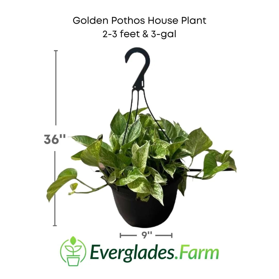 Golden Pothos House Plant - Image 2