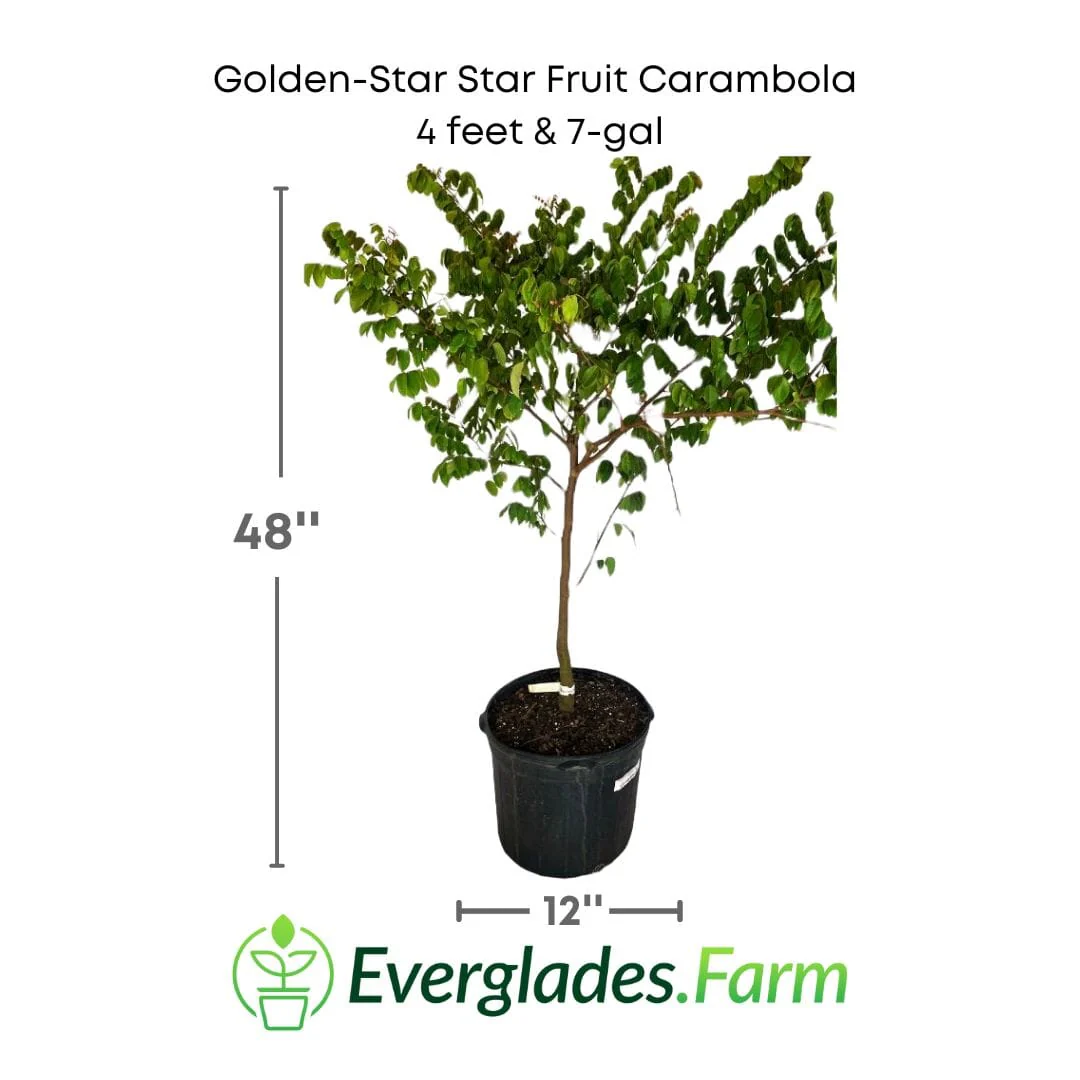 Golden-Star Star Fruit Carambola Fruit Tree, Grafted - Image 3