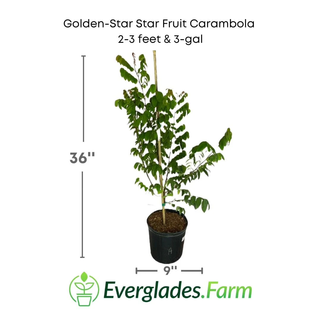 Golden-Star Star Fruit Carambola Fruit Tree, Grafted - Image 4