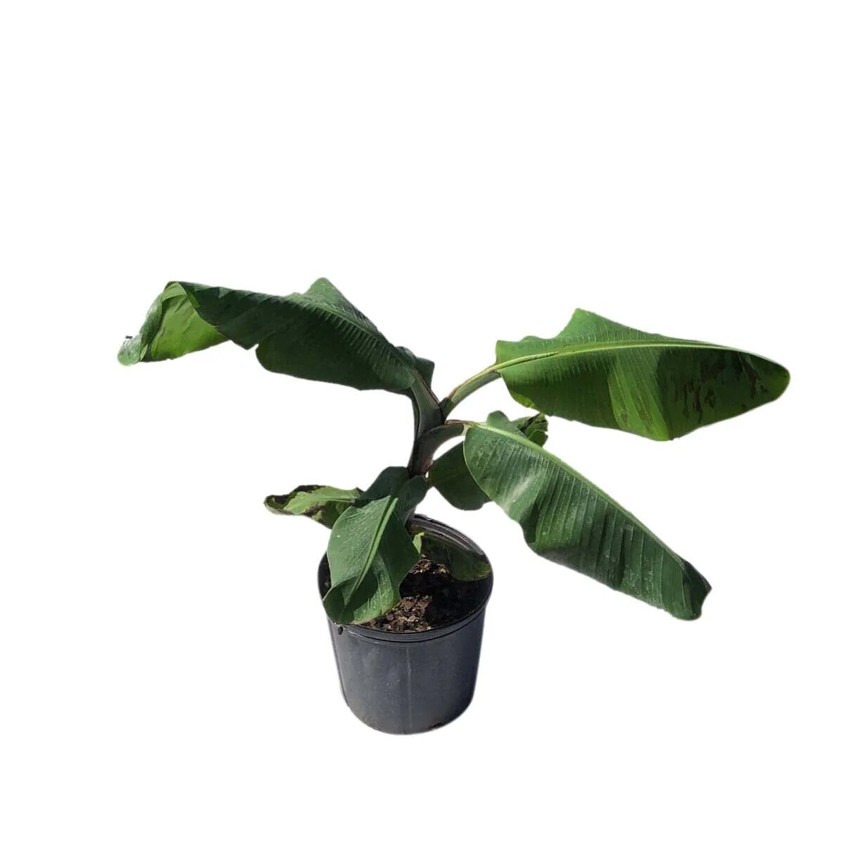 Grand Nain, Dwarf Banana, Plant - Image 3