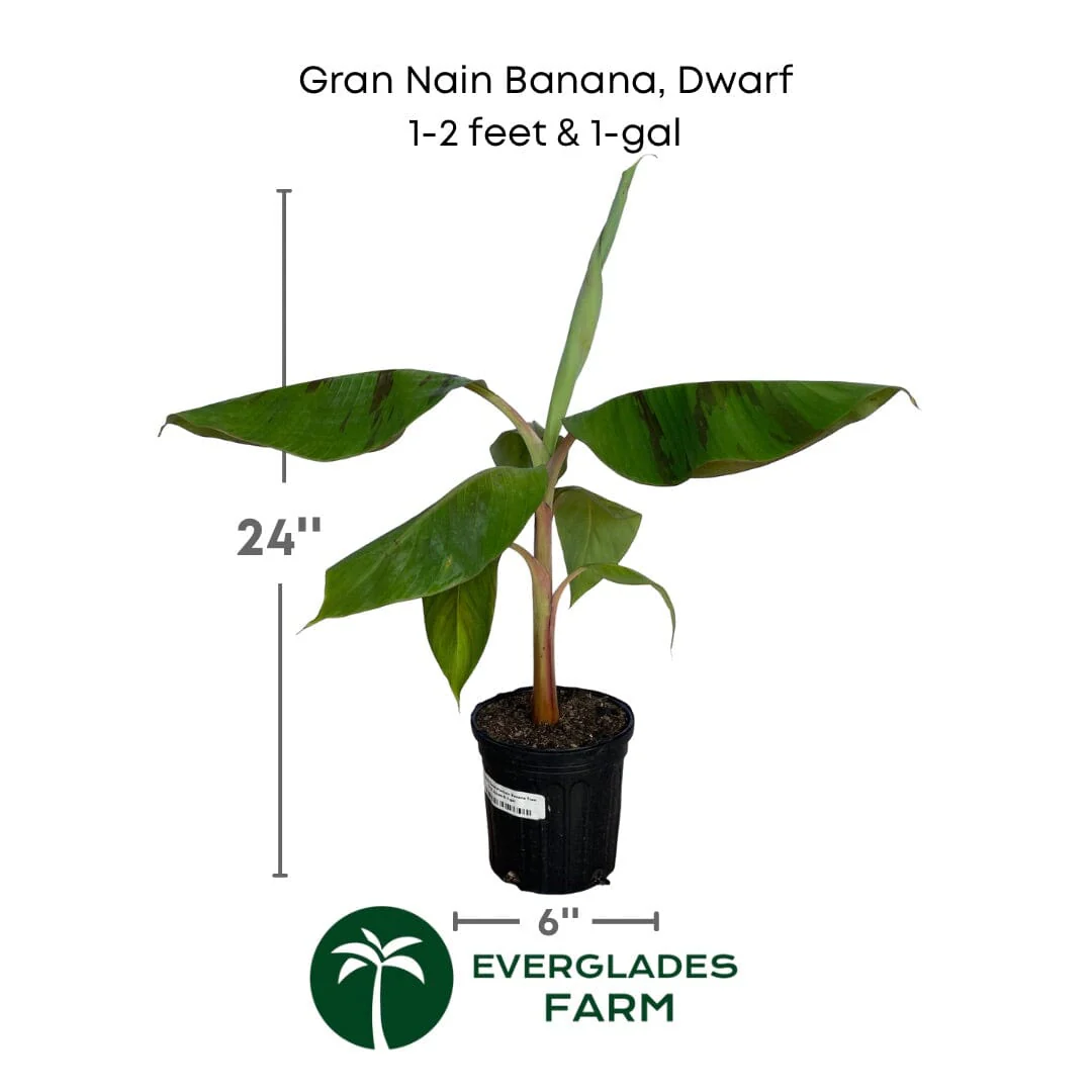 Grand Nain, Dwarf Banana, Plant - Image 4