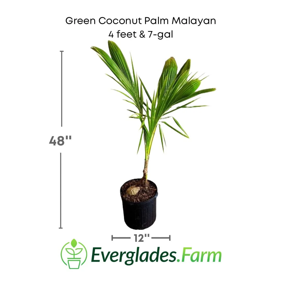 Green Coconut Palm Malayan Tree Dwarf - Image 3