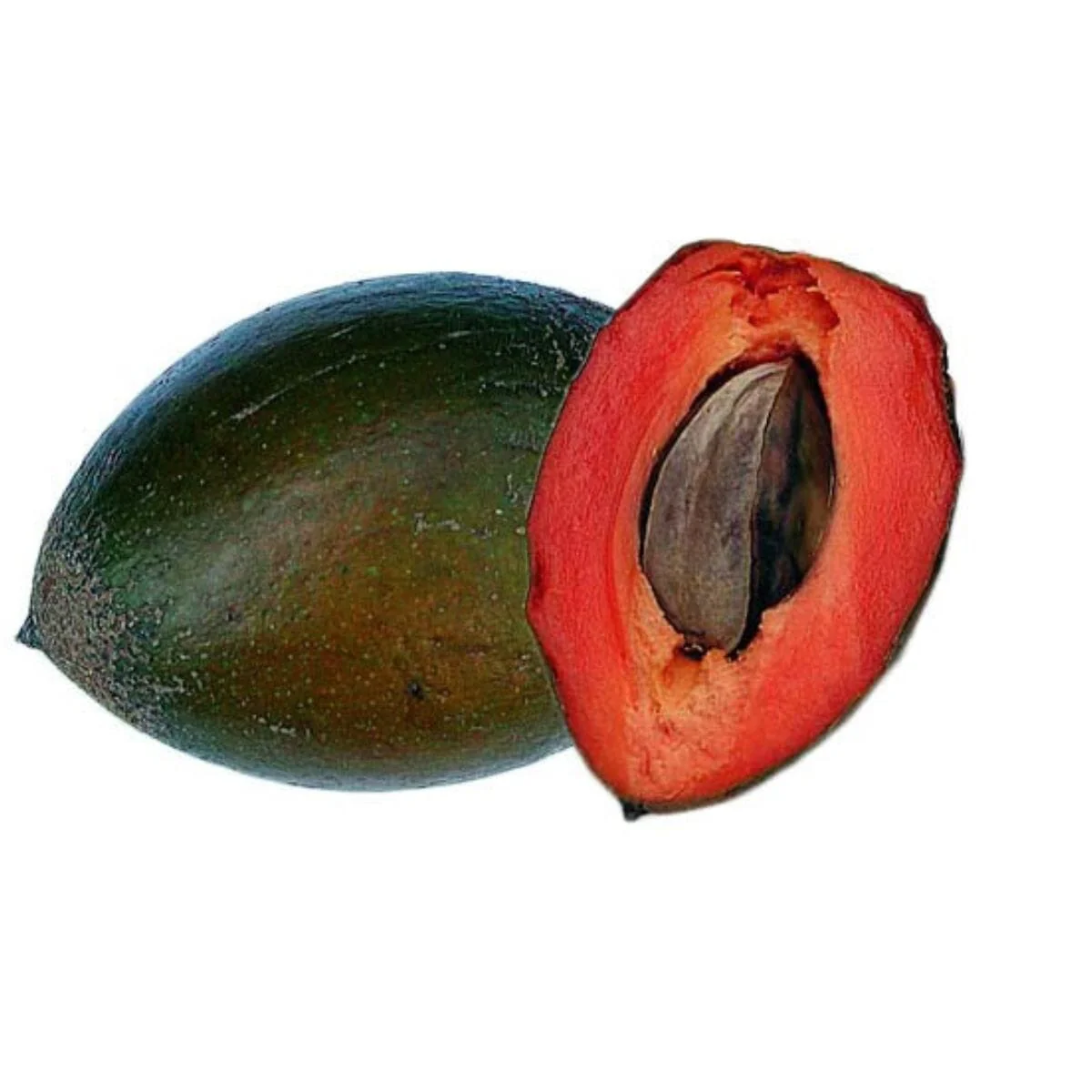 Green Sapote Tree Grafted