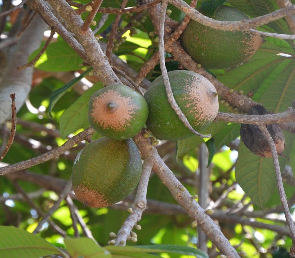 Green Sapote Tree Grafted - Image 2