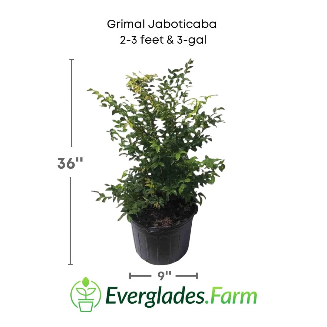 Grimal Jaboticaba Tree - Image 5
