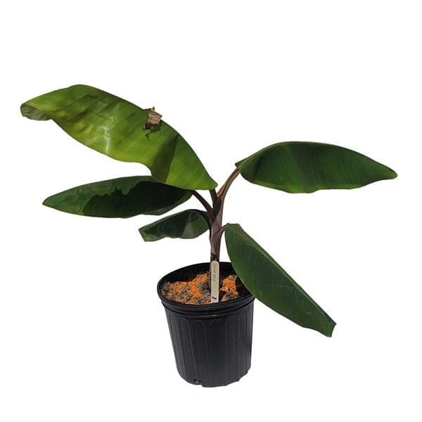 Gros Michel Banana Tree - Image 2