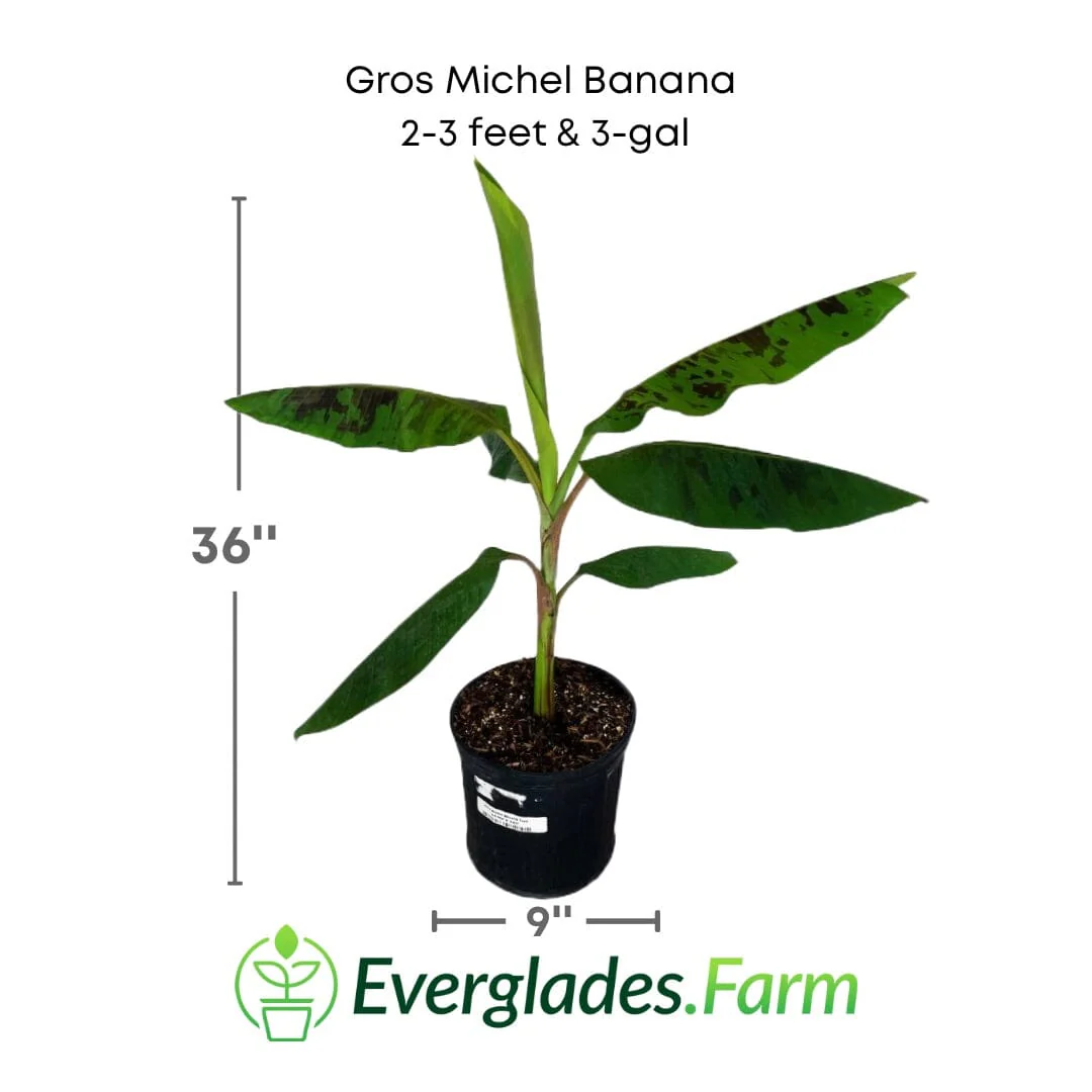 Gros Michel Banana Tree - Image 3