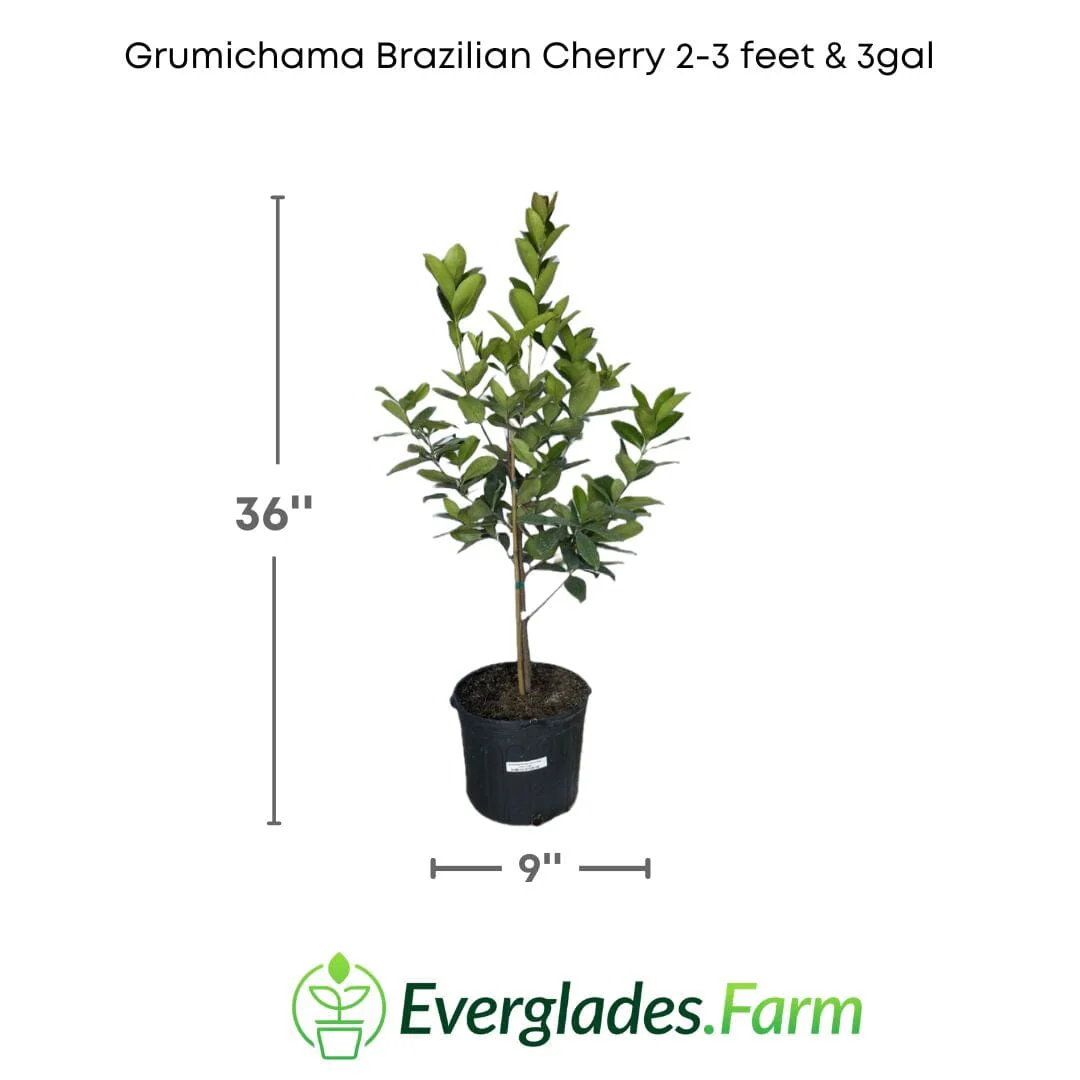 Red Grumichama Brazilian Cherry Plant - Image 4
