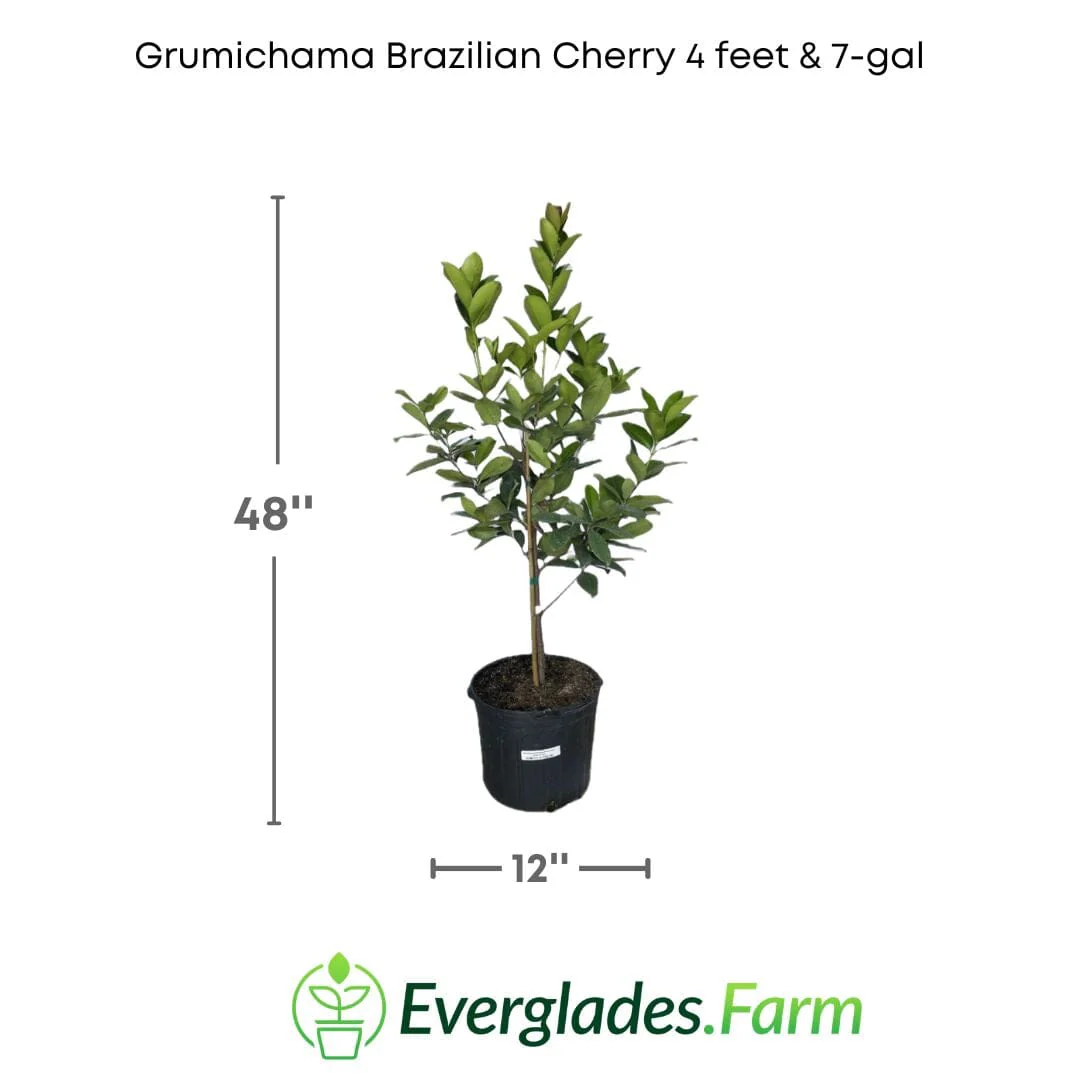 Red Grumichama Brazilian Cherry Plant - Image 5